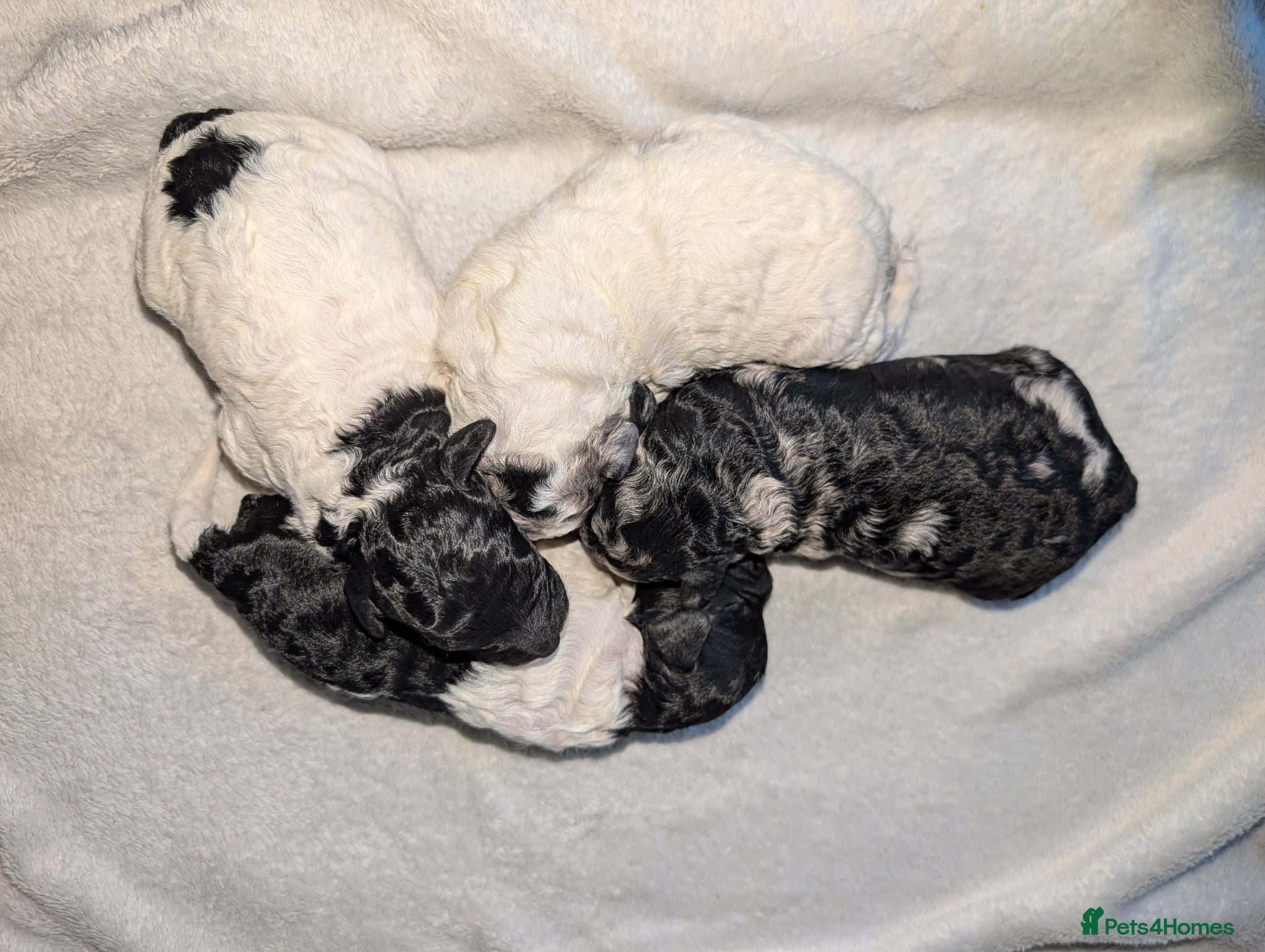 Miniature Poodle dogs Beautiful parti/merle miniature poodles   - Advert 1