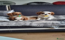 Cavalier King Charles Spaniel dogs for sale: Cavaliers King Charles spaniels - Image 6