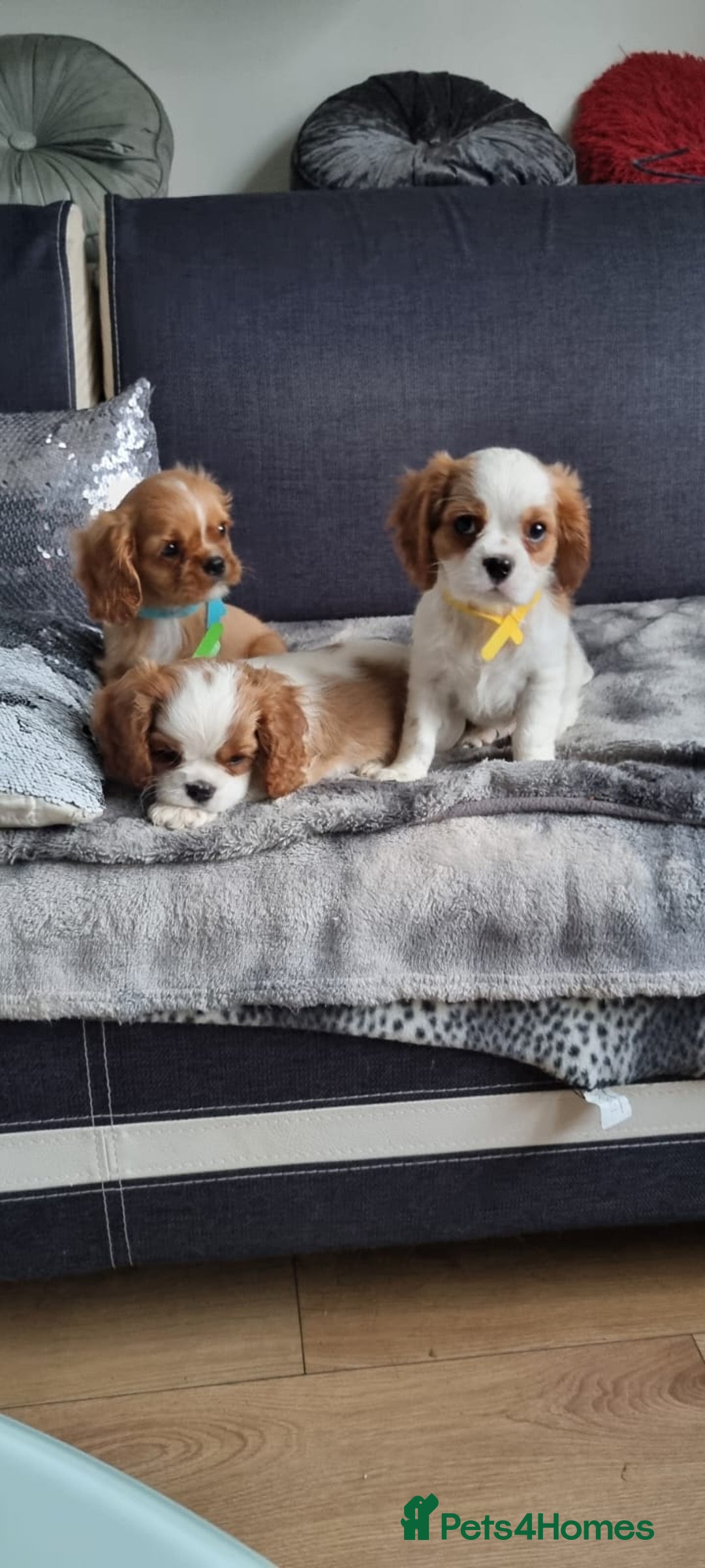 Cavalier King Charles Spaniel dogs for sale: Cavaliers King Charles spaniels - Image 6