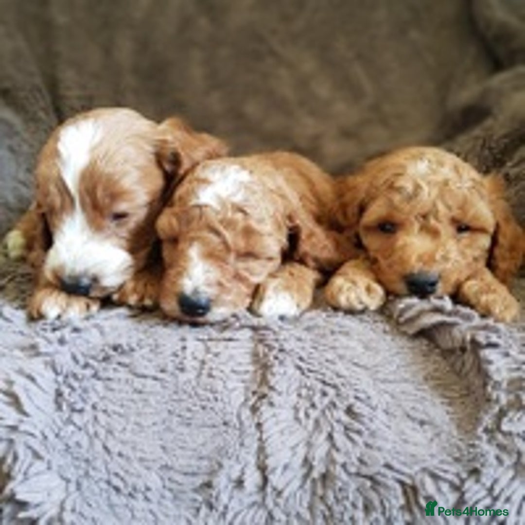 Cavapoo dogs for stud: KC miniature poodle for stud in Alford - Image 8
