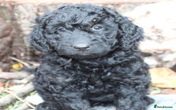 Australian Labradoodle dogs for sale: Health Tested ✔️ BOTH✔️ Parents HIP& ELBOW scored - Image 23