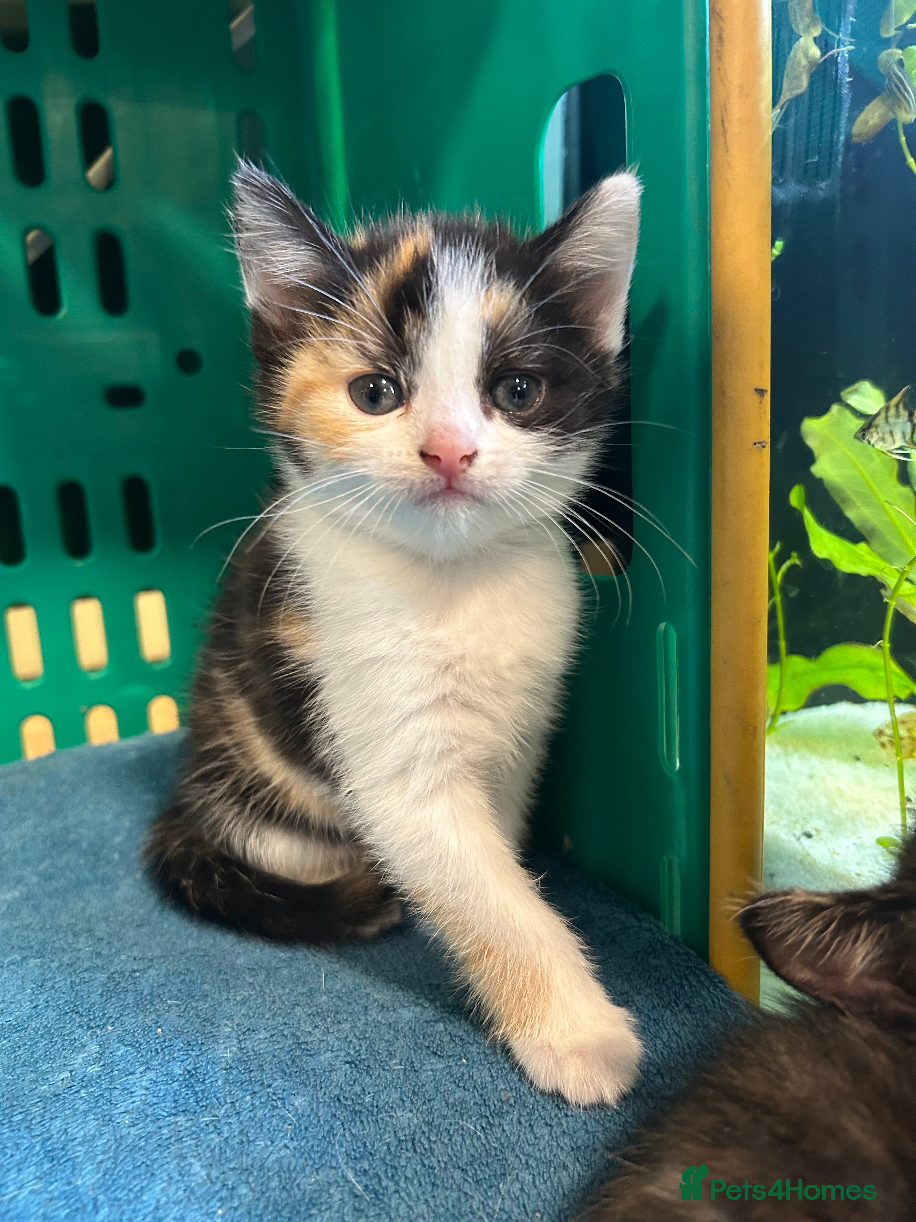 British Shorthair cats 3 female kittens for rehome - Advert 1