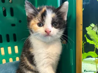 British Shorthair cats 3 female kittens for rehome - Advert 10