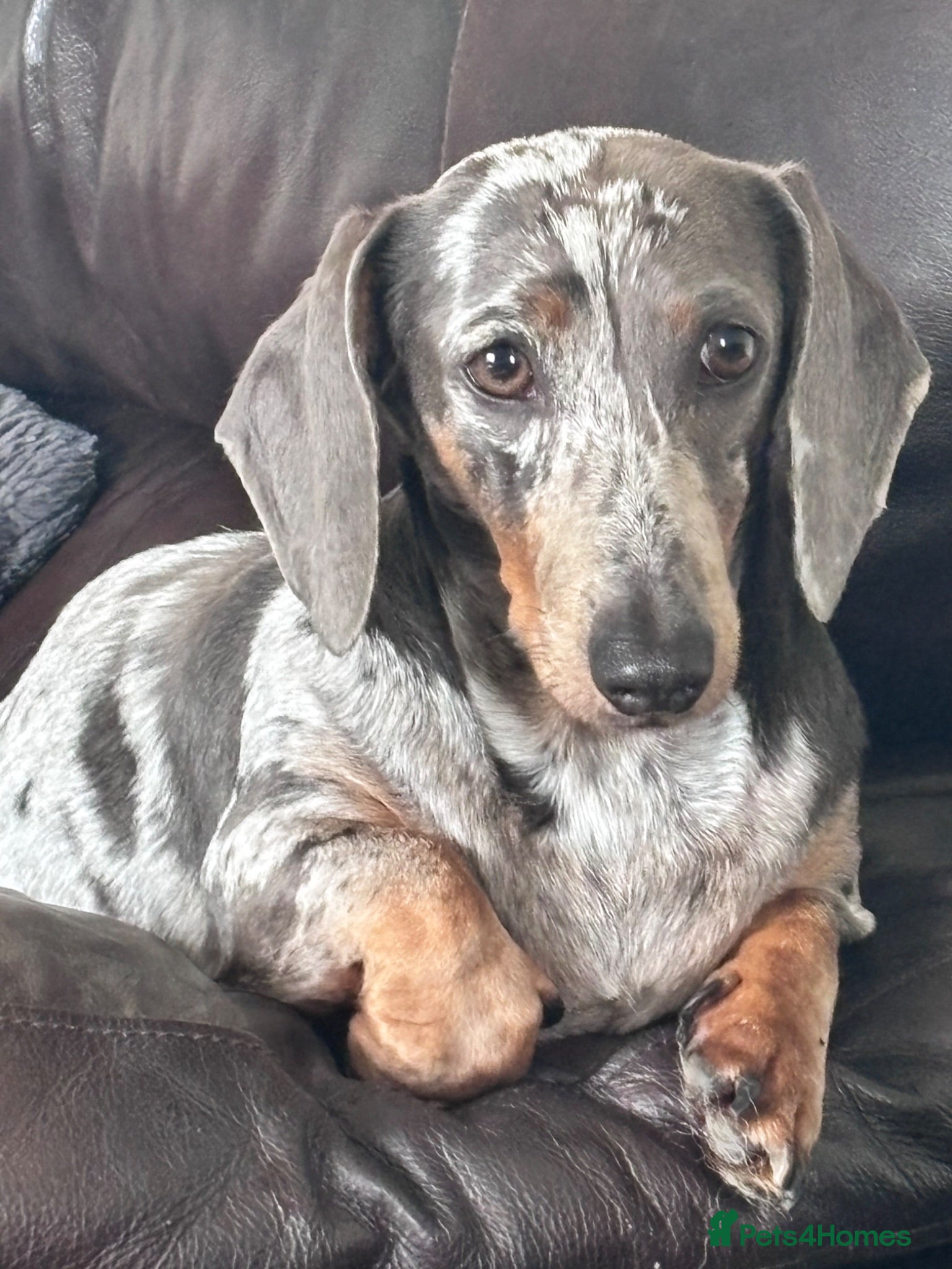 Miniature Dachshund dogs Beautiful short coat dachshund puppies  - Advert 1