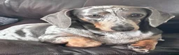 Miniature Dachshund dogs for sale: Beautiful short coat dachshund puppies  - Advert 1