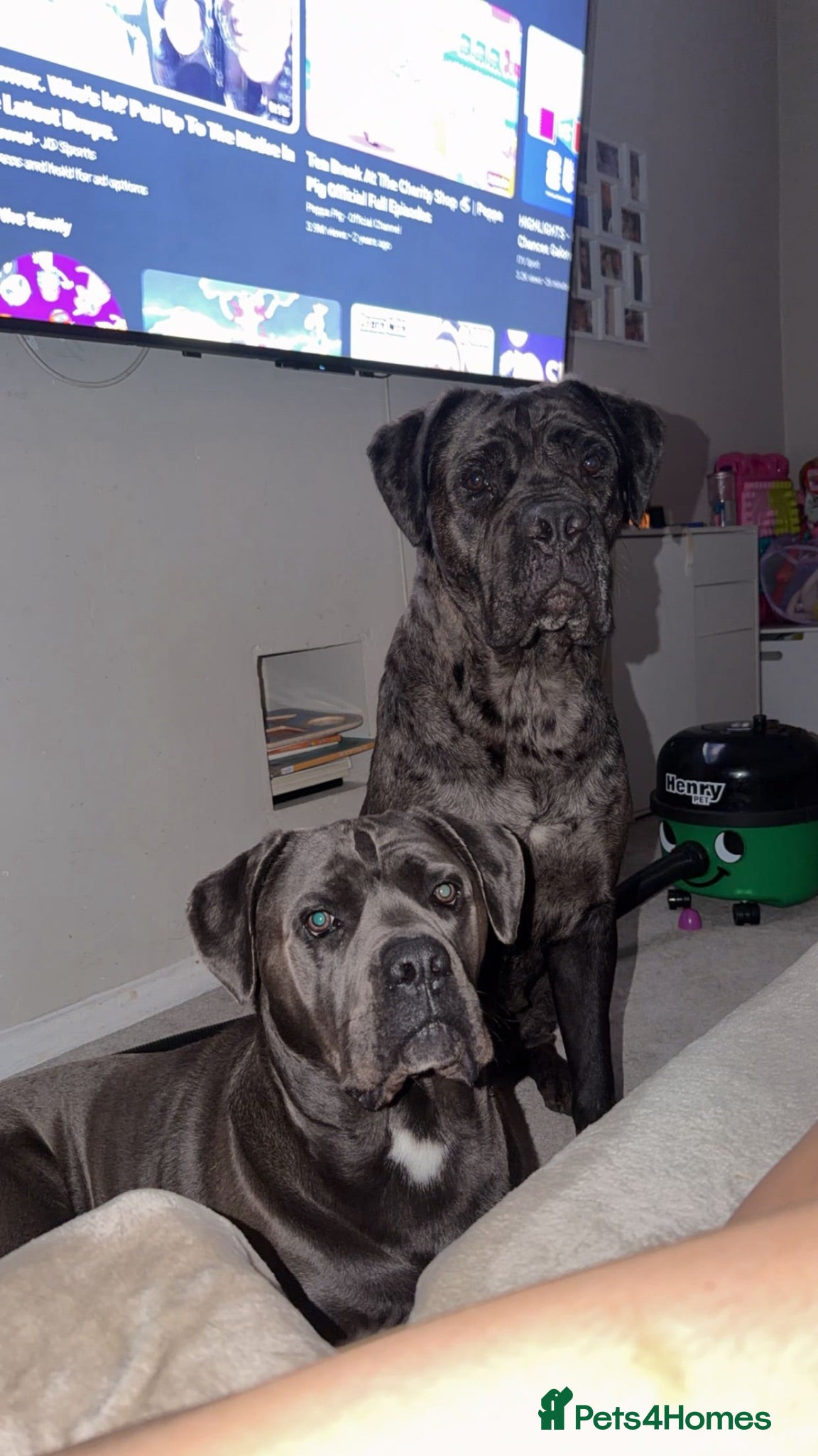 Cane Corso dogs Cane corso looking for there forever homes - Advert 2
