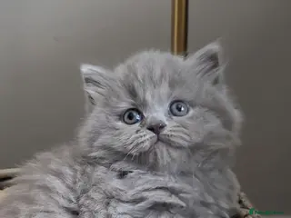 British Shorthair cats Outstanding GCCF British Shorthair Kittens - Advert 6