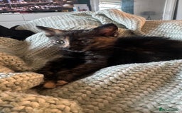Mixed Breed cats for sale: Tortoise female kitten in Leeds - Image 5