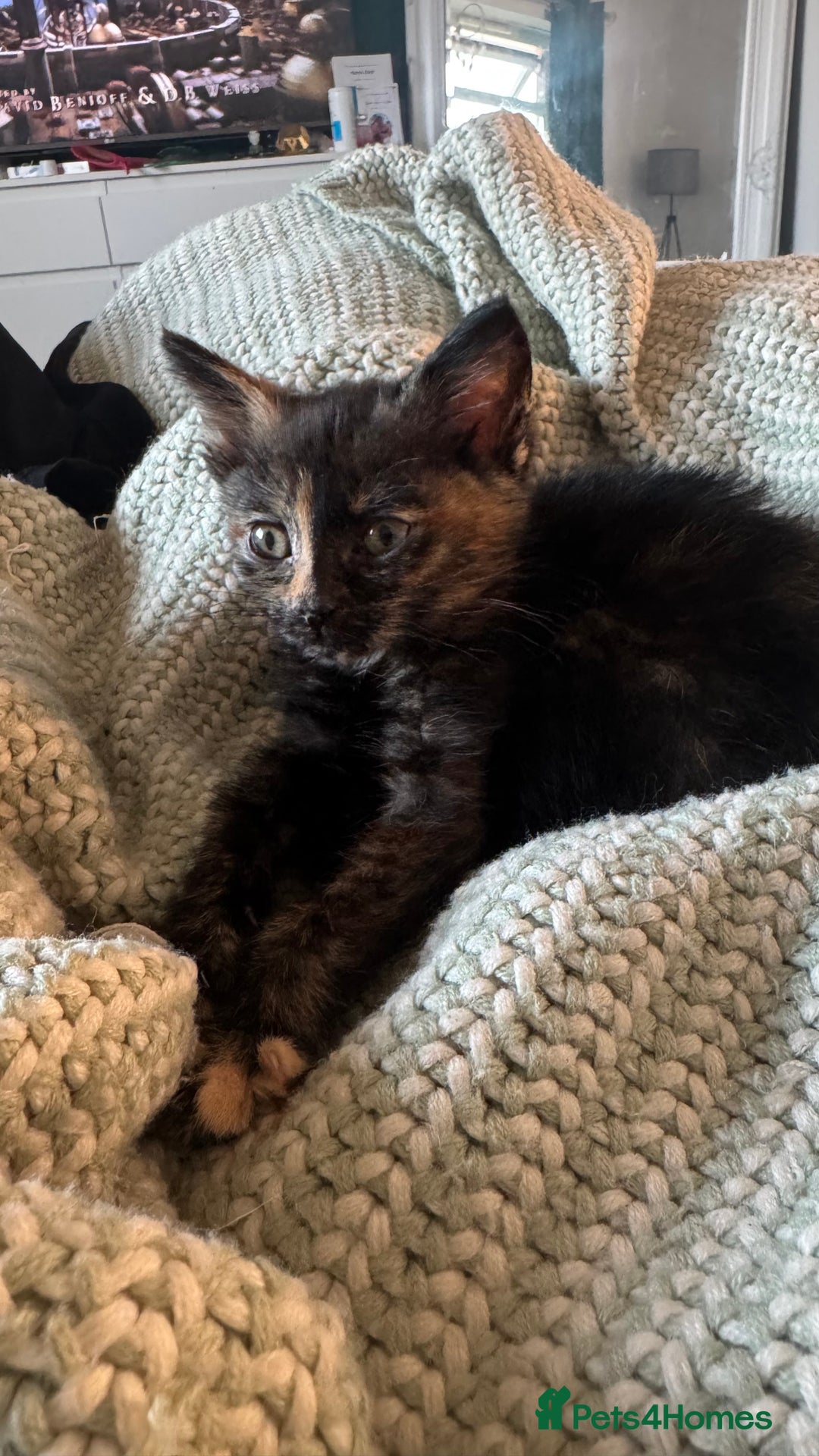 Mixed Breed cats for sale: Tortoise female kitten in Leeds - Image 5