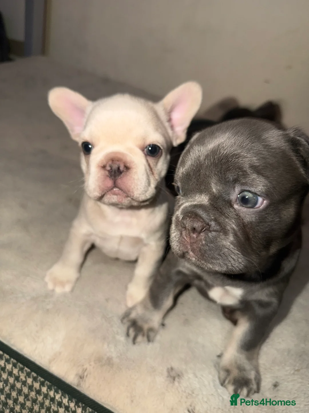 French Bulldog dogs for sale: 5 French bulldogs puppy’s  - Advert 10