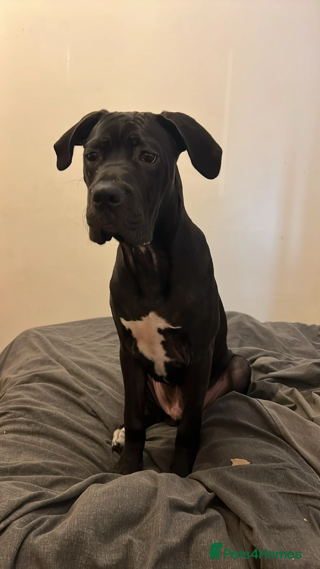 Mixed Breed dogs for sale: Diesel Mixed cane corso for sale – 10 months old in Hull - Advert 2
