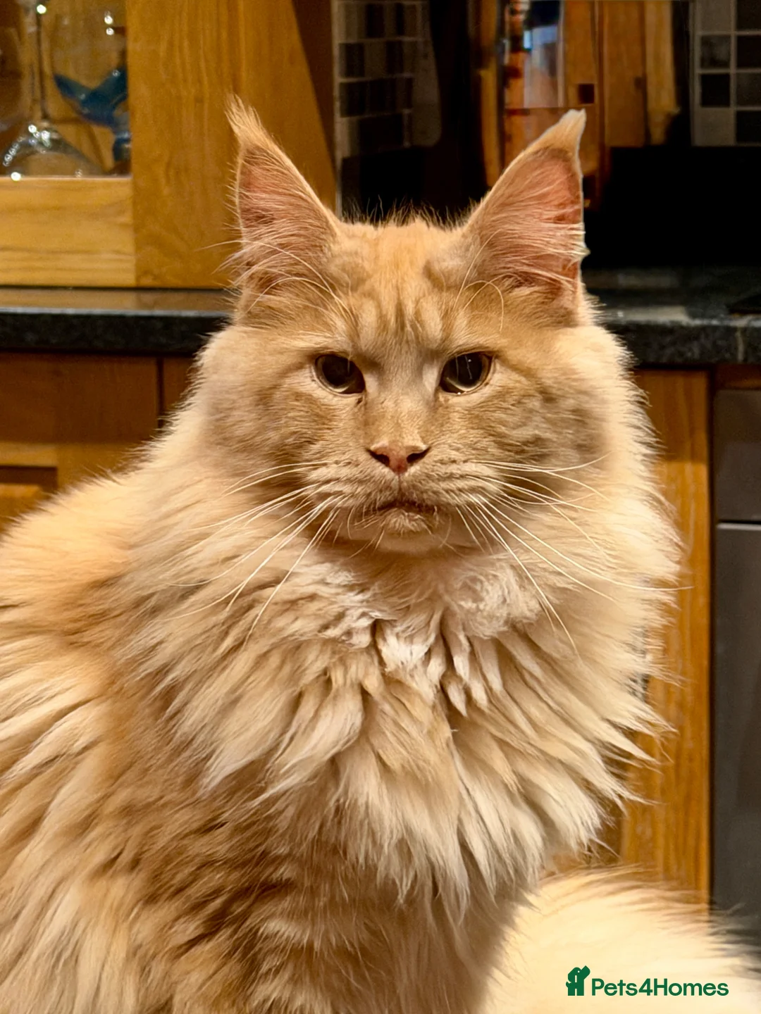 Maine Coon cats for stud: TICA Maine Coon Stud – Pedigree Lines - Advert 2