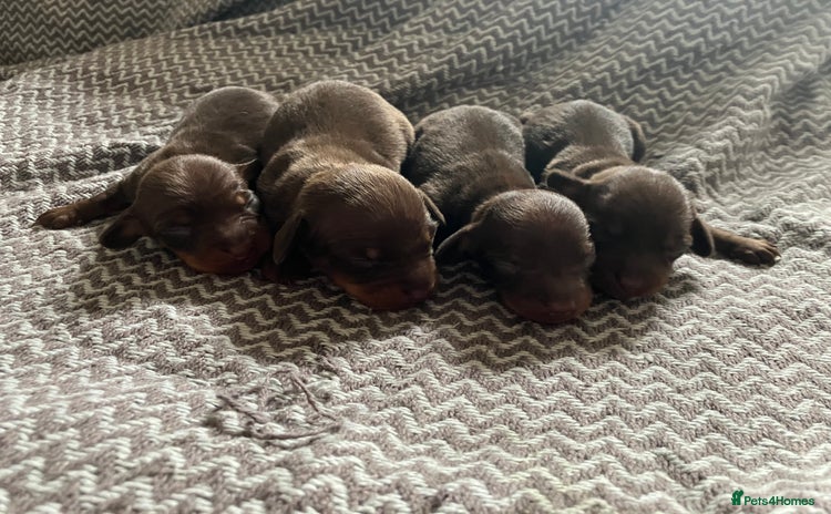 Miniature Dachshund dogs - Advert 8