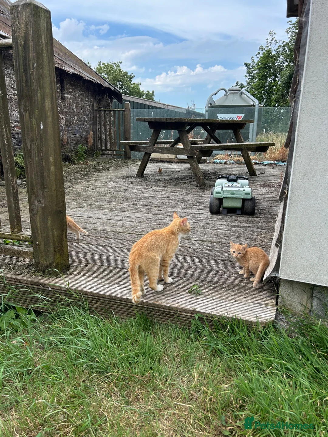 Mixed Breed cats for sale: Ginger Kittens for sale! Ready now!  - Advert 16