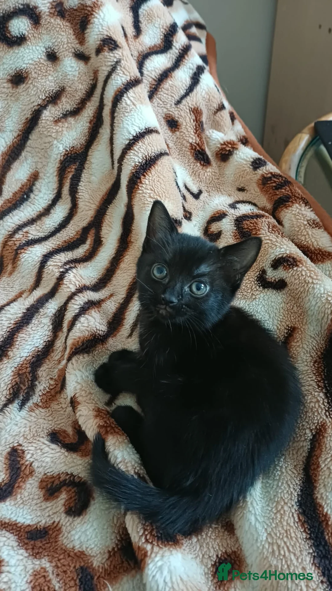 Mixed Breed cats for sale: Kittens - Advert 3