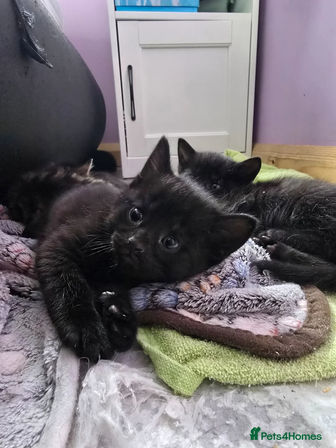 Mixed Breed cats for sale: Gorgeous Kittens – Vaccinated & Ready Mid-May 🐾 - Advert 1