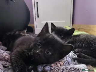 Mixed Breed cats Gorgeous Kittens – Vaccinated & Ready Mid-May 🐾 - Advert 1