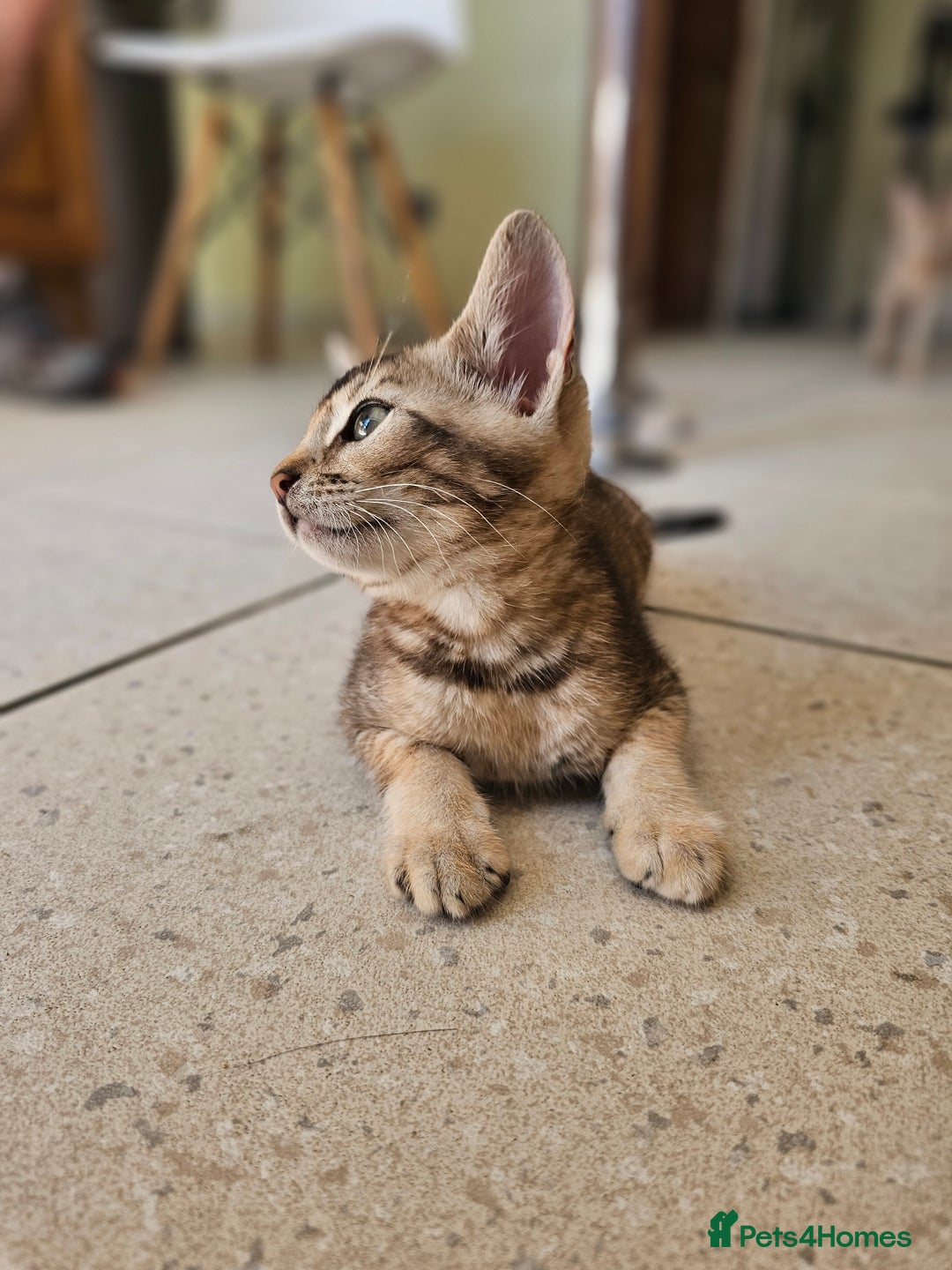 Mixed Breed cats for sale: Abyssinian x Snow Bengal  - Image 5