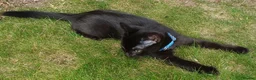 British Shorthair cats for sale: Gorgeous 11 Week Old Male Kitten Looking For Home - Advert 3