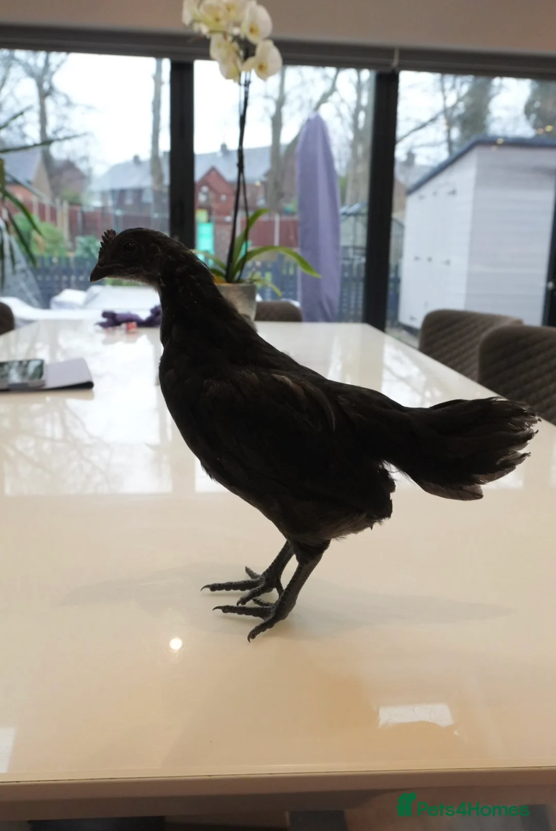 Chickens poultry for sale: Ayam Cemani in Salford - Advert 5