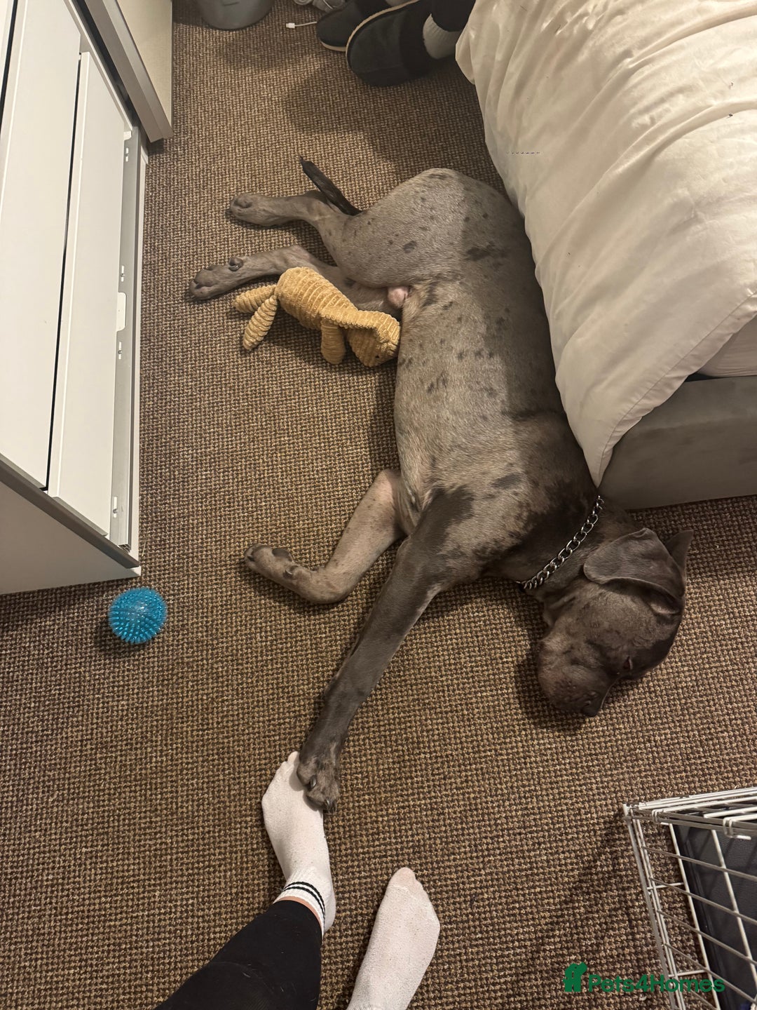 Mixed Breed dogs for sale: Cane Corso x Great Dane  - Advert 17