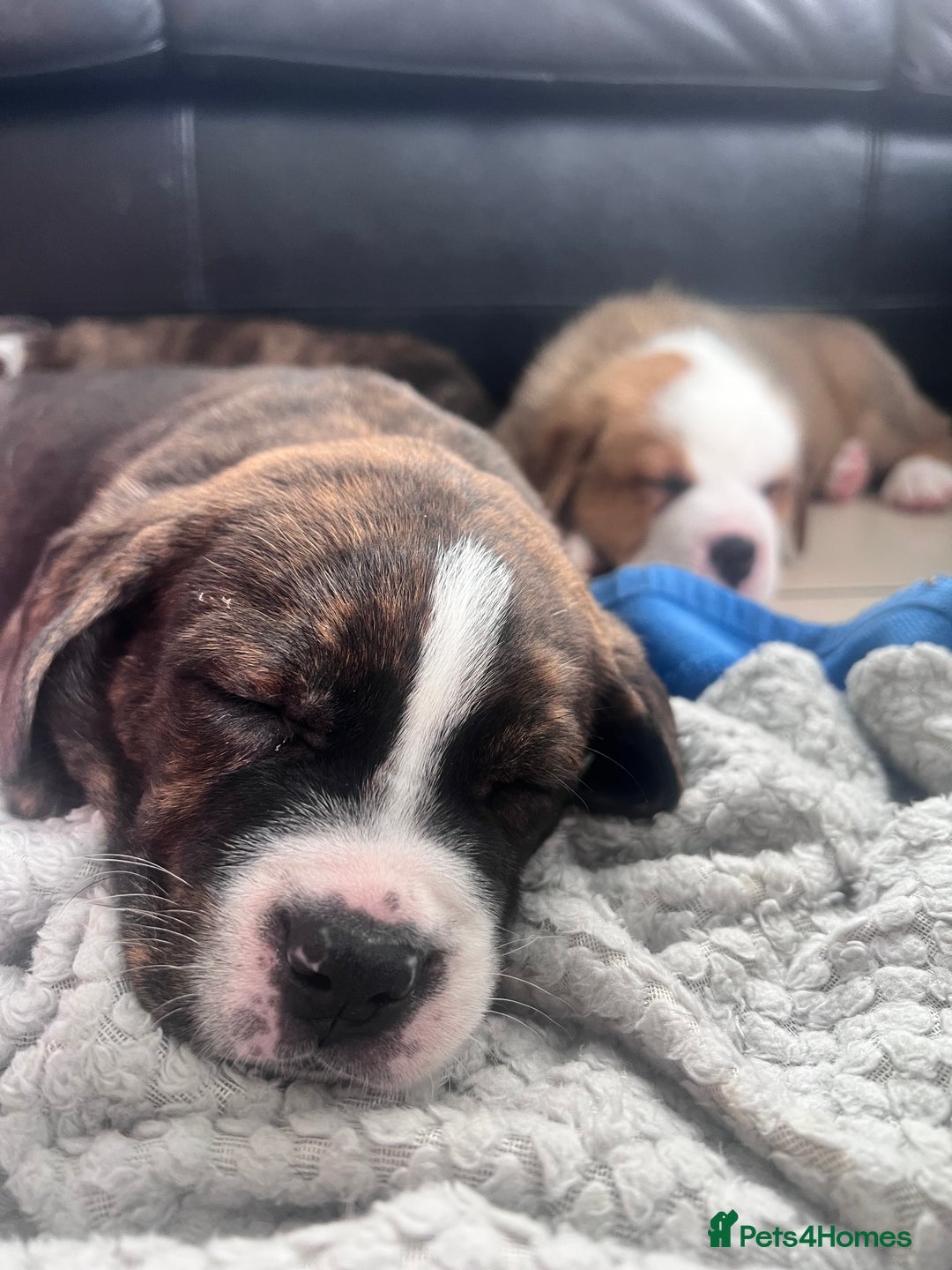 Mixed Breed dogs for sale: American Bulldog X Bernese mountain Dogs  - Image 16