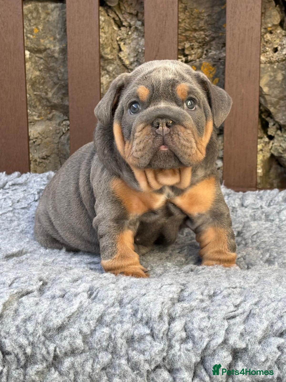English Bulldog dogs Ready next week! KC reg English bulldog puppies  - Advert 5