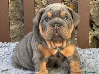 English Bulldog dogs Ready next week! KC reg English bulldog puppies - Advert 5