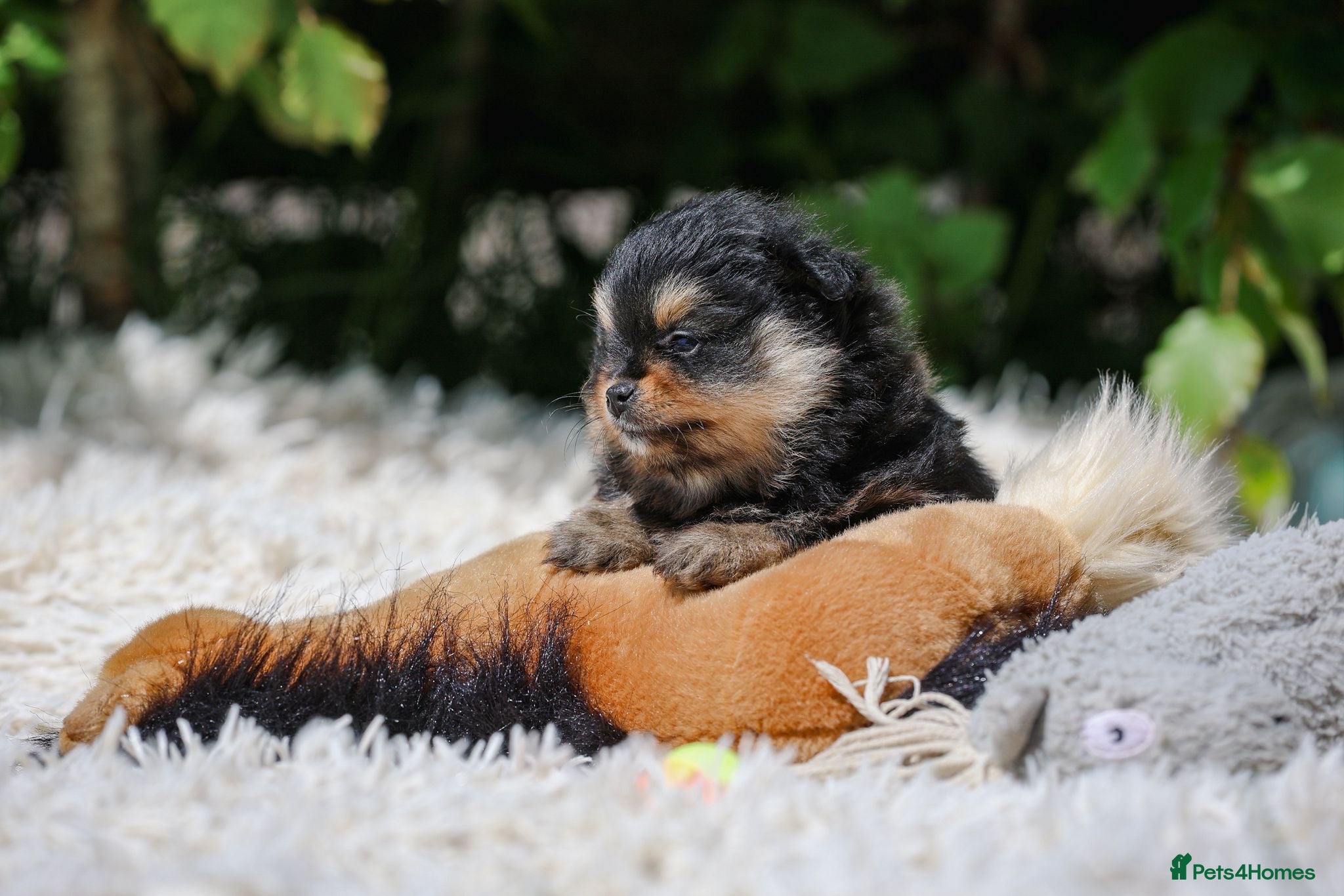 Pomeranian dogs Top quality tiny teddy bear 🧸 pomeranian - Advert 1