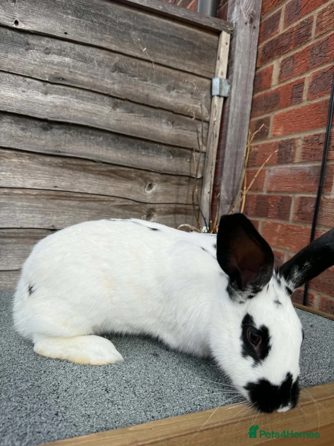 English Spot rabbits for sale: English Spot Rabbits for sale ! - Advert 6