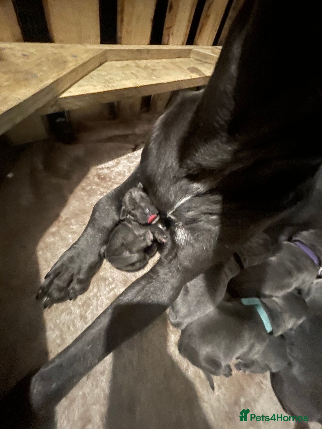 Cane Corso dogs for sale: Cane corso pups - Advert 4