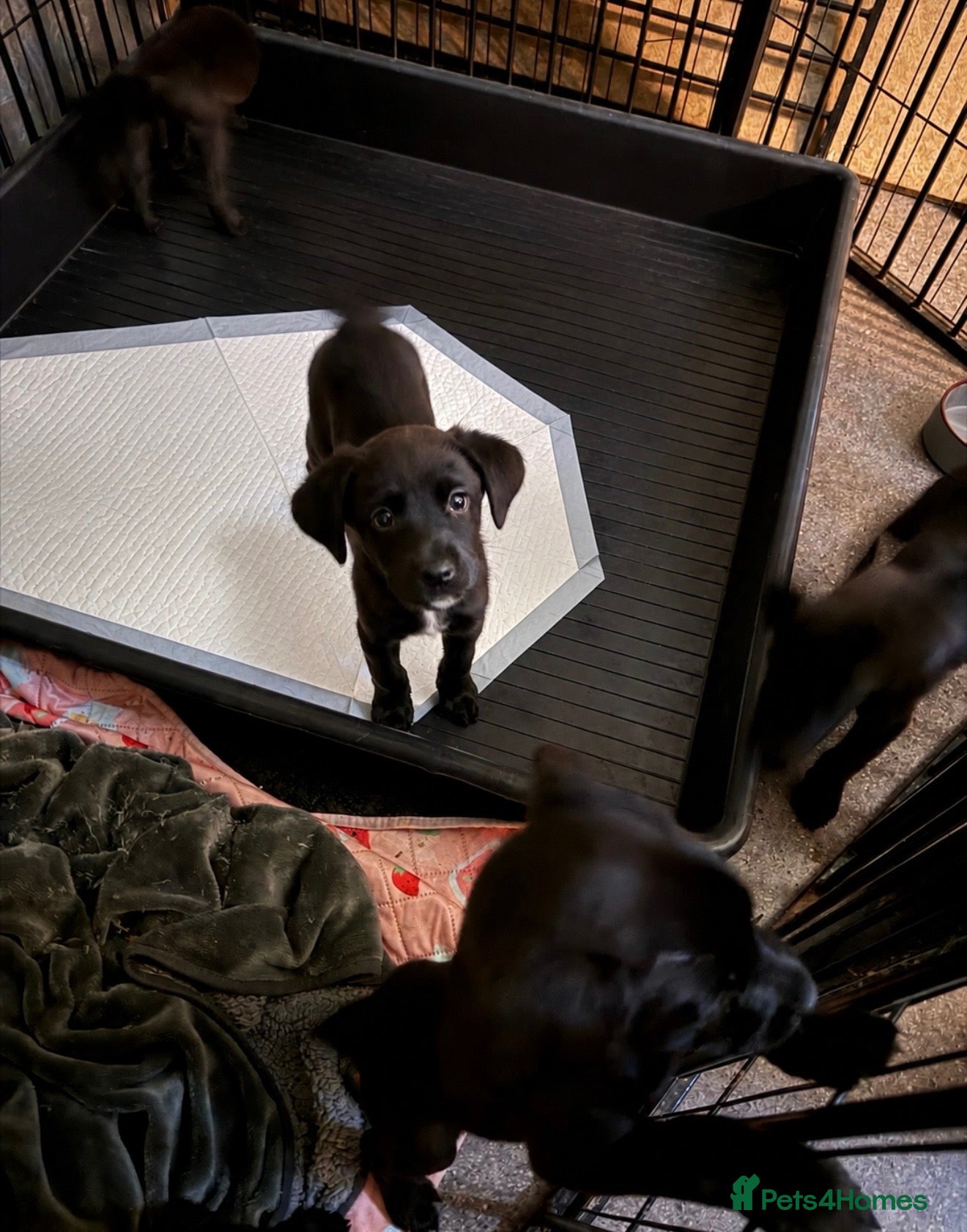 Labrador Retriever dogs READY NOW Labrador x Boxerdores - Advert 1