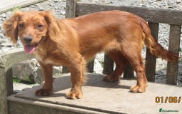 Cocker Spaniel dogs for sale: LOOKING FOR A NEW LOVING HOME - Advert 7