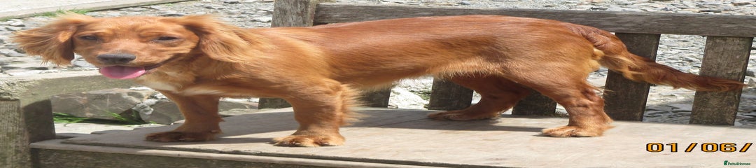 Cocker Spaniel Puppy 2