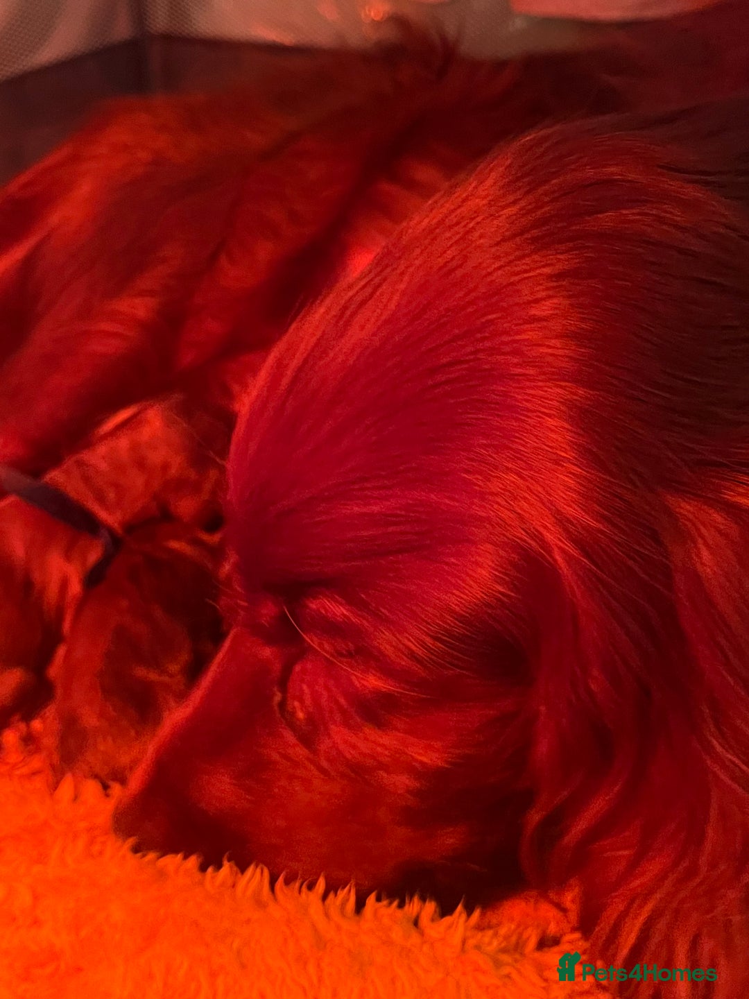 Irish Setter dogs for sale: Quality Irish setter puppies KC Registered - Advert 12