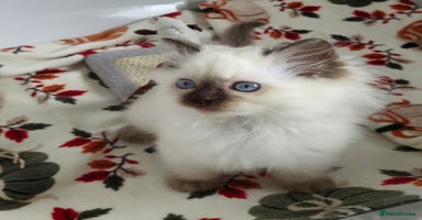 Ragdoll cats - Advert 3