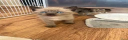 Mixed Breed cats for sale: Stunning Kittens for sale, super friendly - Advert 11