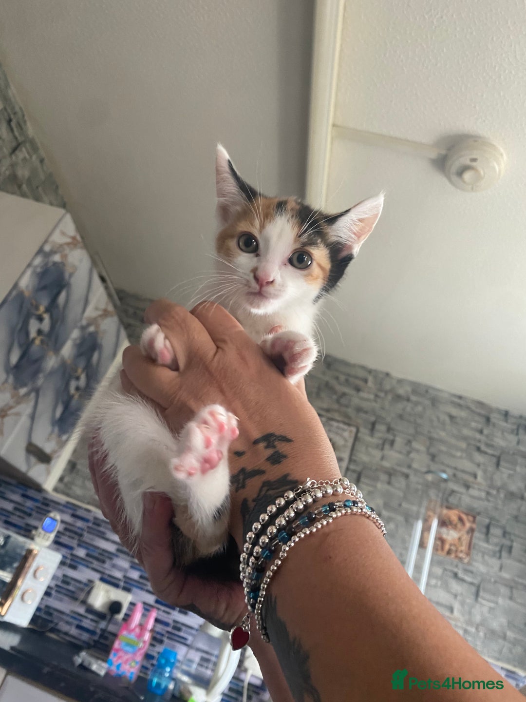 Mixed Breed cats for sale: 2 gorgeous 2 kitchens ready   - Image 2