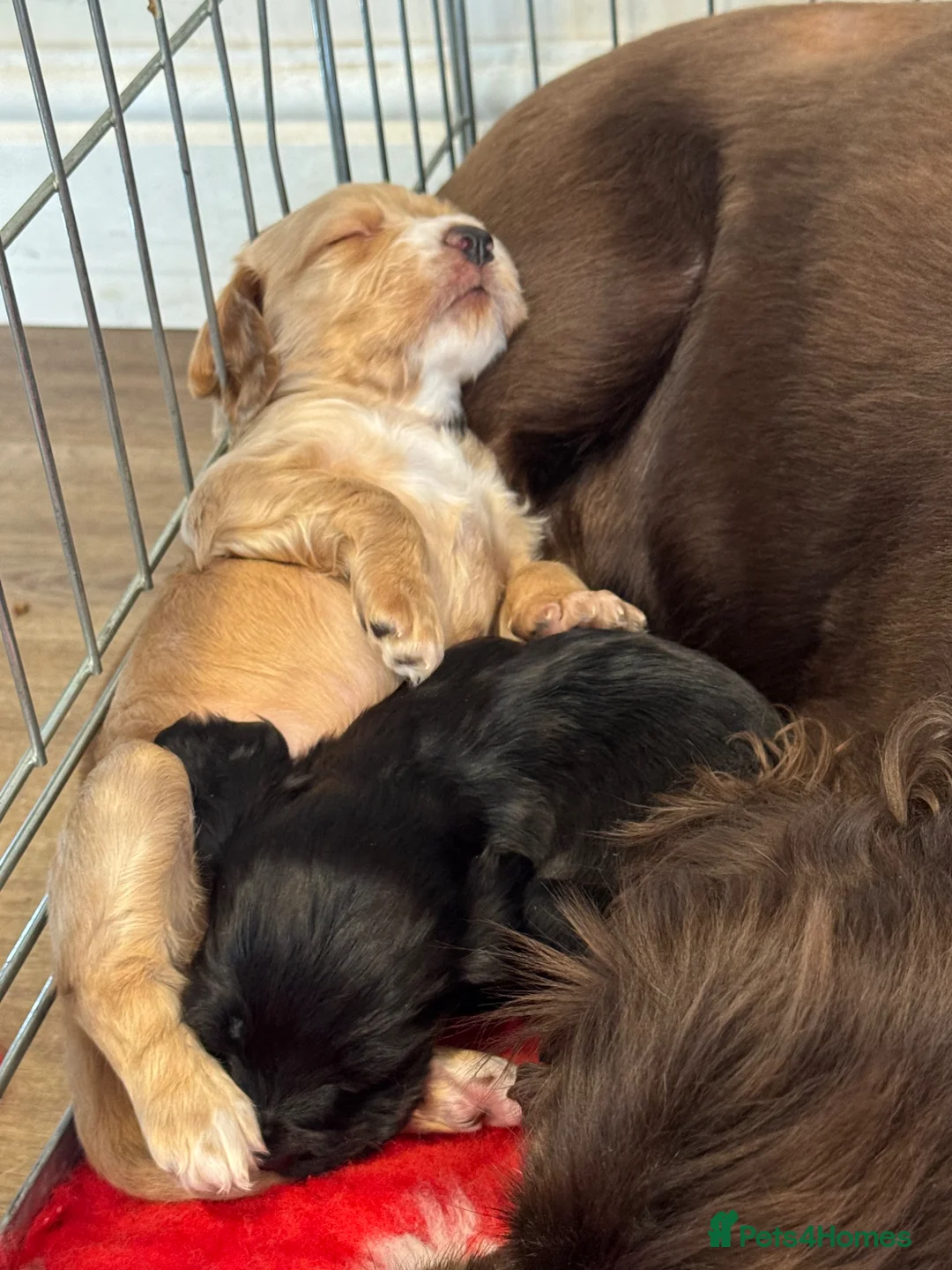 Cocker Spaniel dogs for sale: Two girl cocker spaniel  - Advert 9