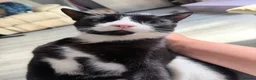 Mixed Breed cats for sale: 2 boys  - Advert 6