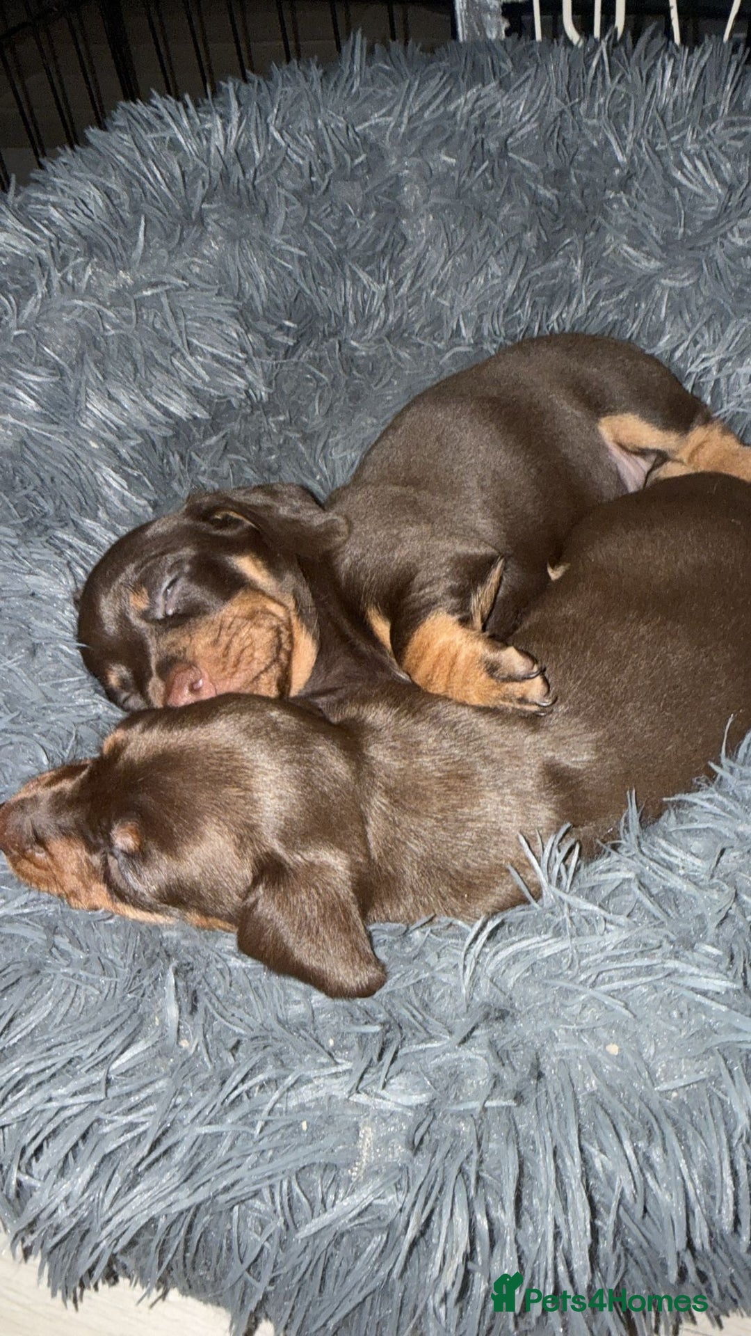 Miniature Dachshund dogs for sale: Mini dachshund  - Advert 10