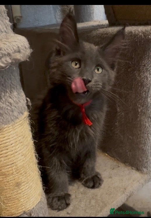 Maine Coon cats for sale: Stunning GCCF Russian Blue Maine Coons - Advert 1