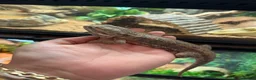 Dragon reptiles for sale: Rankins Dragon Male 4.5 years  in Bristol - Advert 2