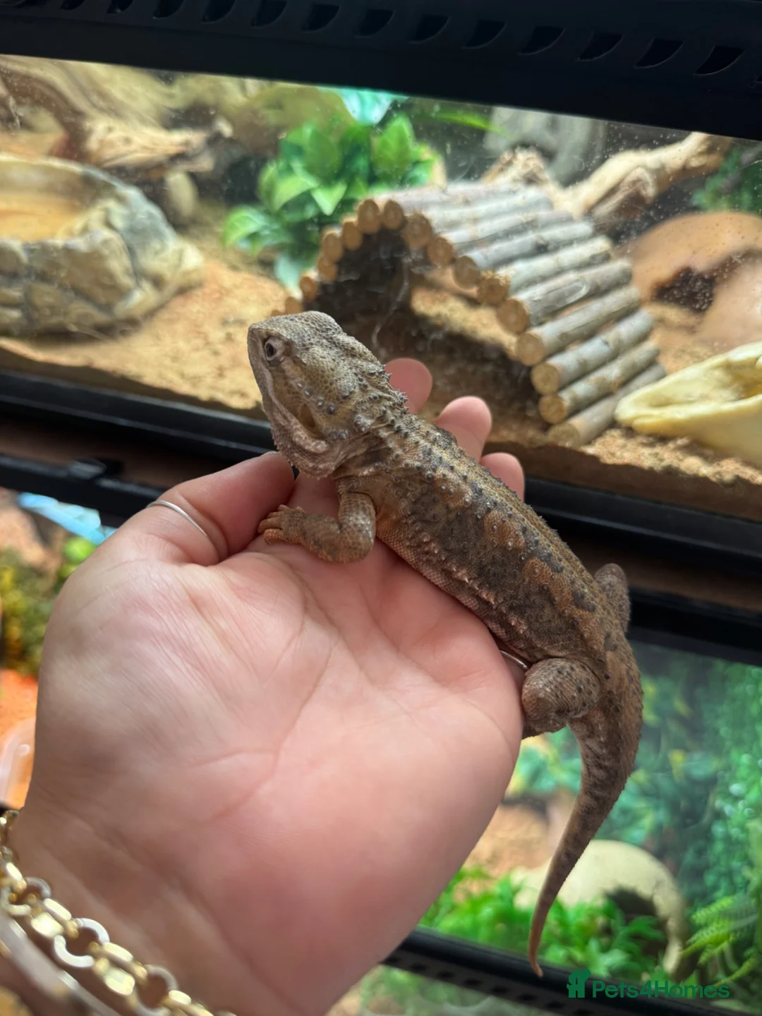 Dragon reptiles for sale: Rankins Dragon Male 4.5 years  in Bristol - Advert 2