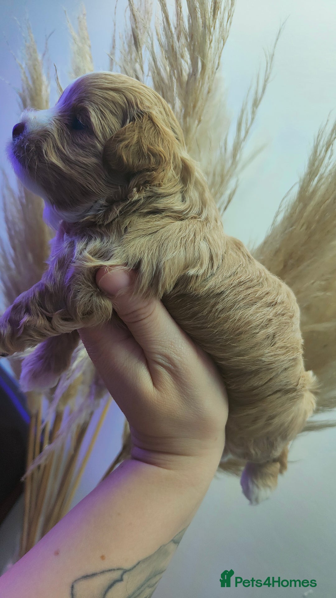 Maltipoo dogs for sale: F1 Tiny Maltipoo Puppies  - Advert 3