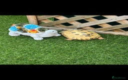 Tortoise reptiles for sale: 2 gorgeous tortoises - Image 3
