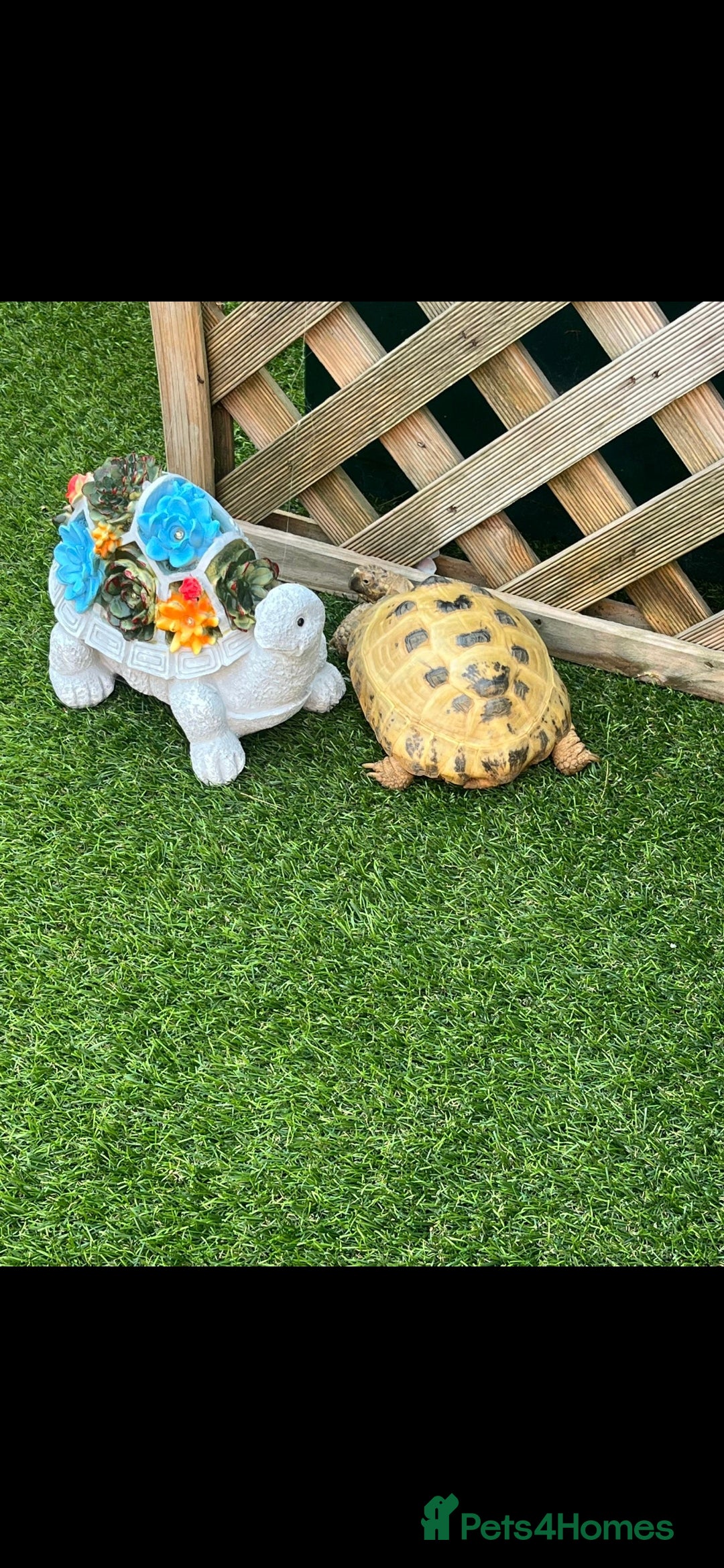 Tortoise reptiles for sale: 2 gorgeous tortoises - Image 3