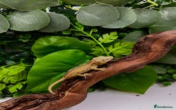 Gecko reptiles for sale: High red gargoyle gecko babies - Image 9