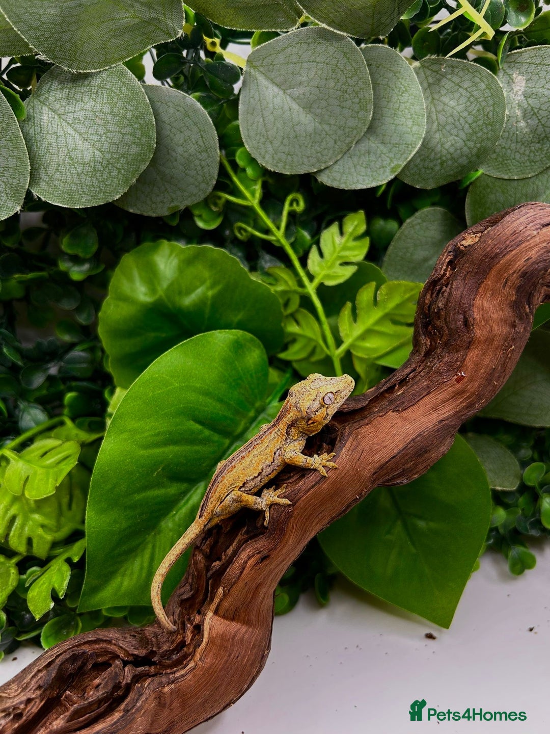 Gecko reptiles for sale: High red gargoyle gecko babies - Image 9