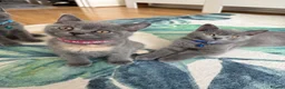 British Shorthair cats for sale: British shorthair kittens 1 girl left - Advert 25